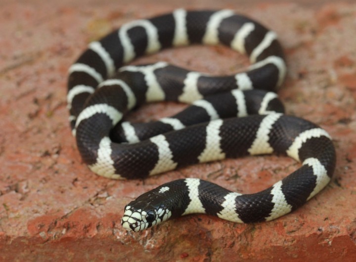 California Kingsnake